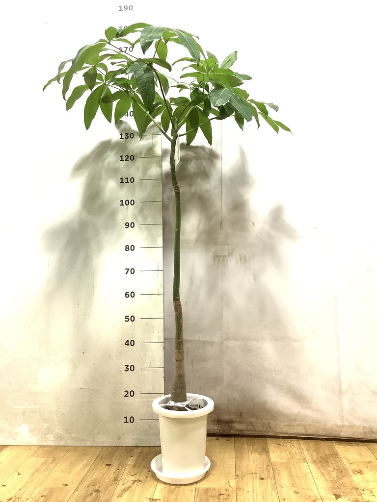 観葉植物 パキラ 7号 パラソル プラスチック鉢 | 観葉植物ならHitoHana