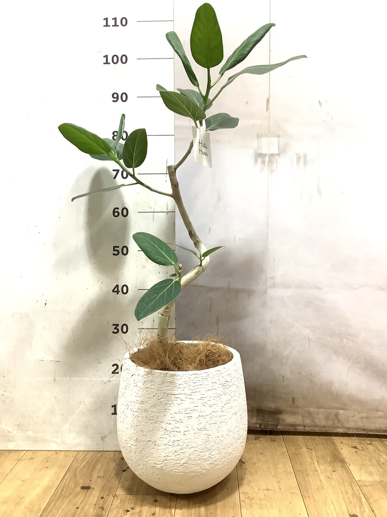 フィカス ベンガレンシス | 観葉植物の通販ならHitoHana