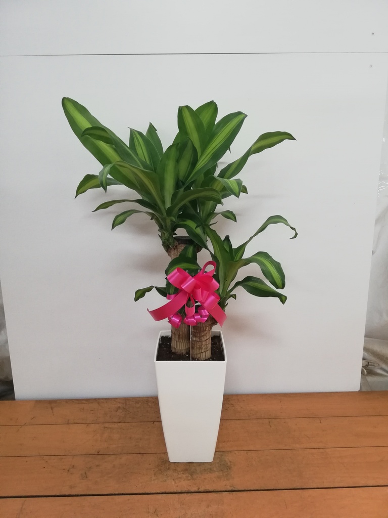 ドラセナ 6号 | 観葉植物の通販ならHitoHana（ひとはな）