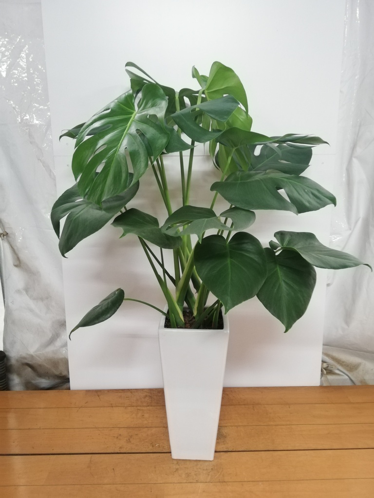 観葉植物 モンステラ【80cm】7号 斑入り プラスチック鉢 #69045 | 観葉