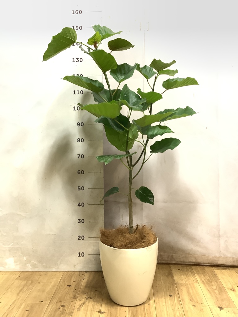 ウンベラータ 大型 | 観葉植物通販HitoHana(ひとはな)