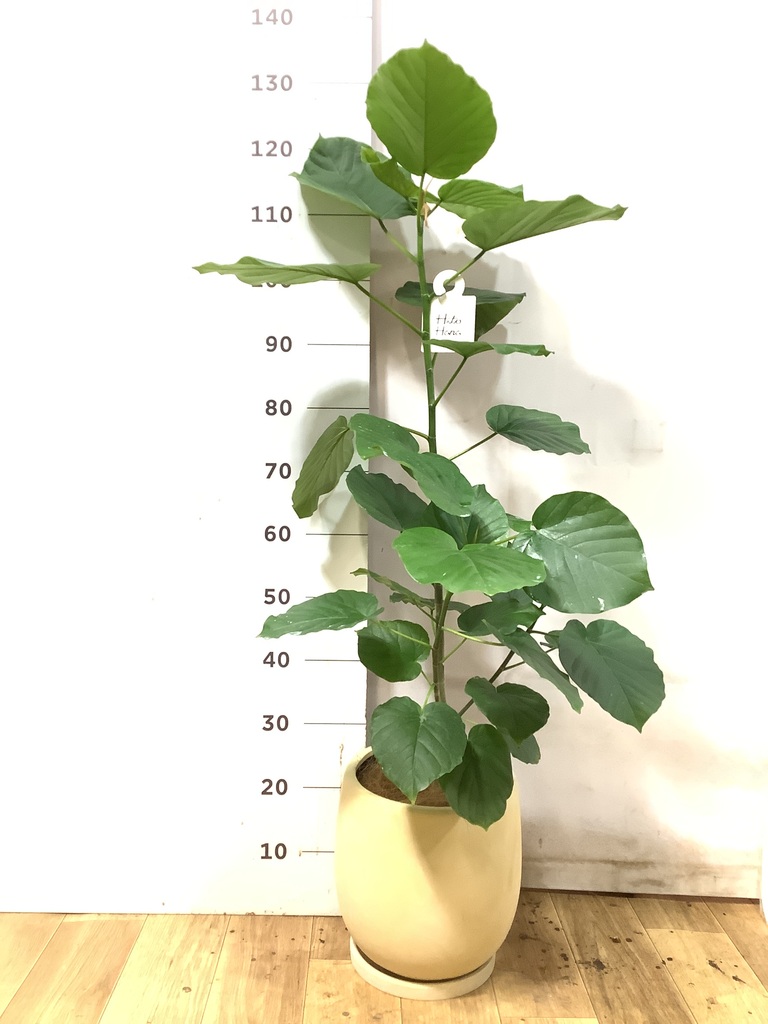 フィカス ウンベラータ 7号 | 観葉植物の通販ならHitoHana（ひとはな）