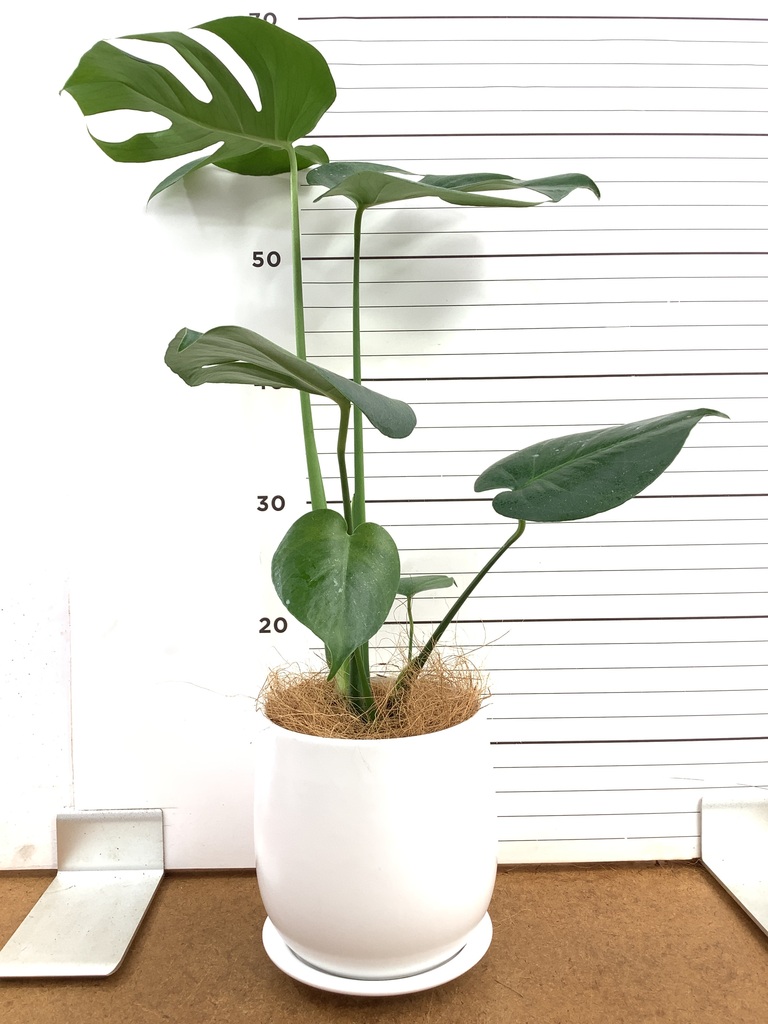 モンステラ 1点もの | 観葉植物 | 送料無料でお届け - Hitohana（ひと
