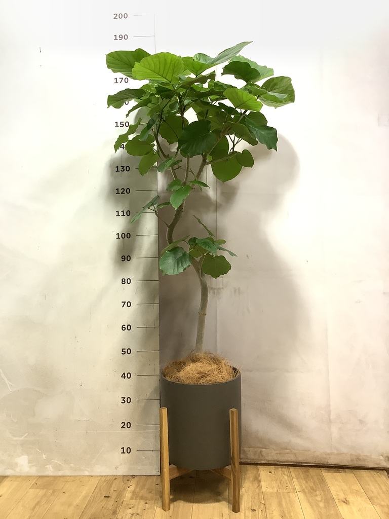 曲がりのウンベラータ　8号　140センチ　現品 フィカス ウンベラータ 曲がり | 観葉植物通販 HitoHana（ひとはな）