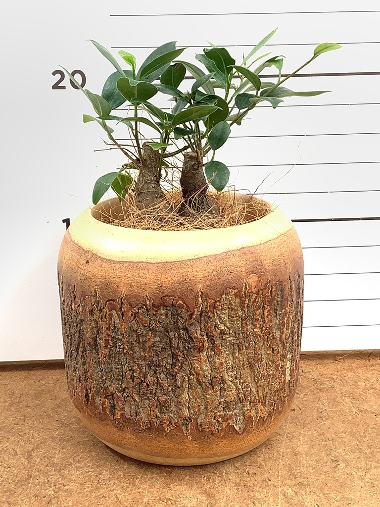 ガジュマル 3号 | 観葉植物の通販ならHitoHana（ひとはな）