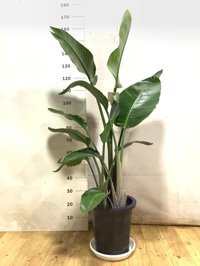 オーガスタ | 観葉植物の通販ならHitoHana（ひとはな）
