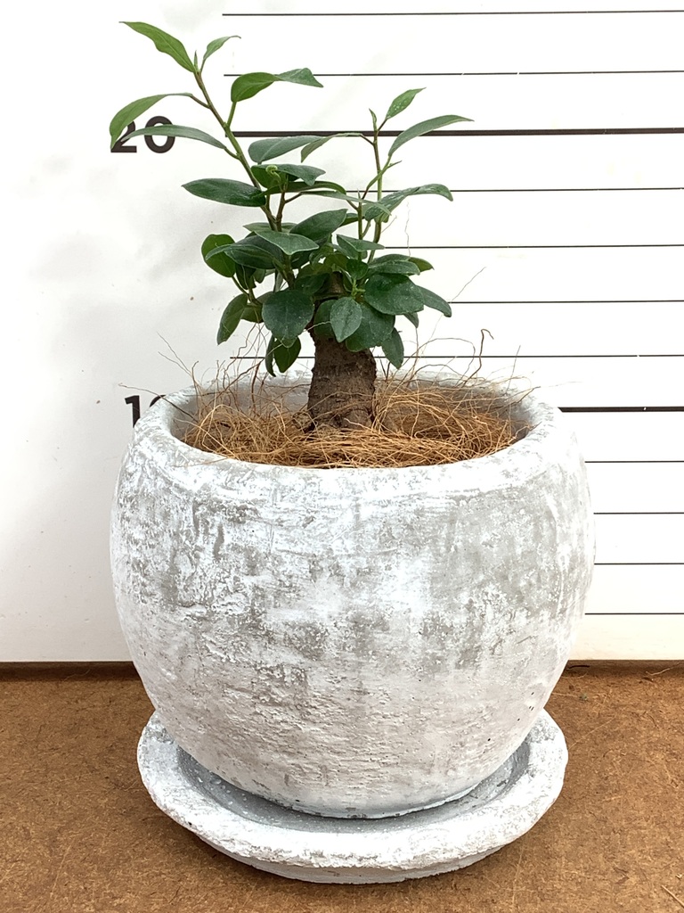 ガジュマル 3号 | 観葉植物の通販ならHitoHana（ひとはな）