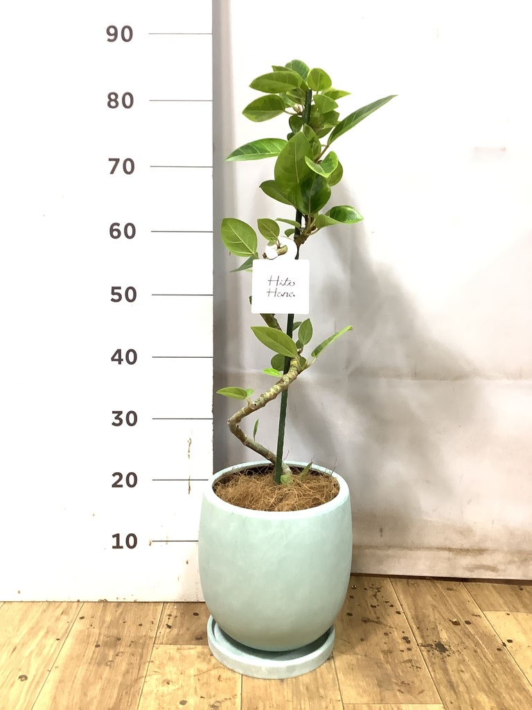 フィカス アルテシーマ | 観葉植物通販 HitoHana