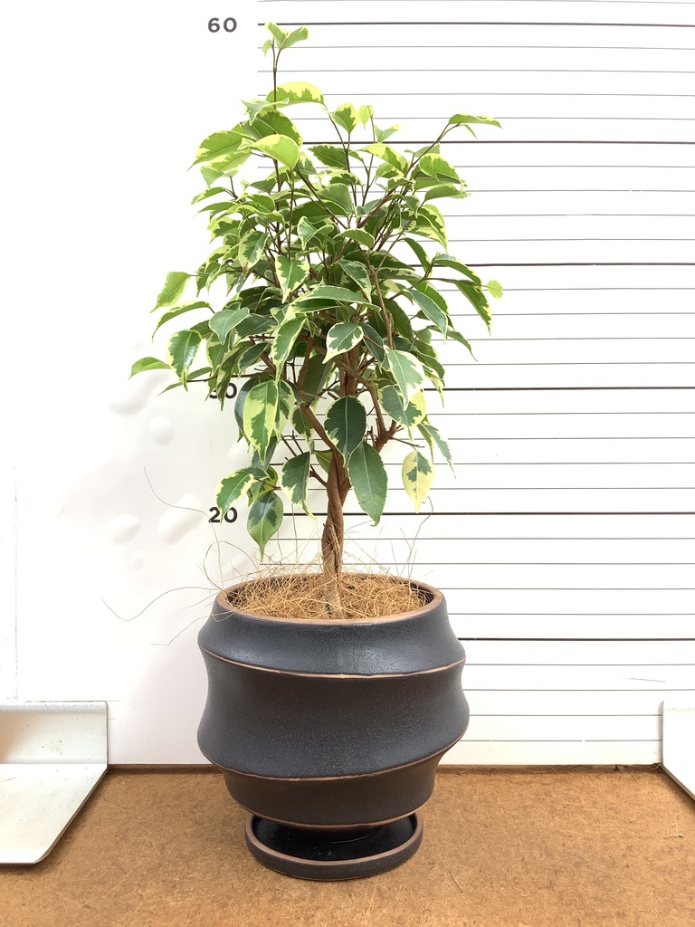 フィカス ベンジャミン 4号 | 観葉植物 | インテリアやギフトに 