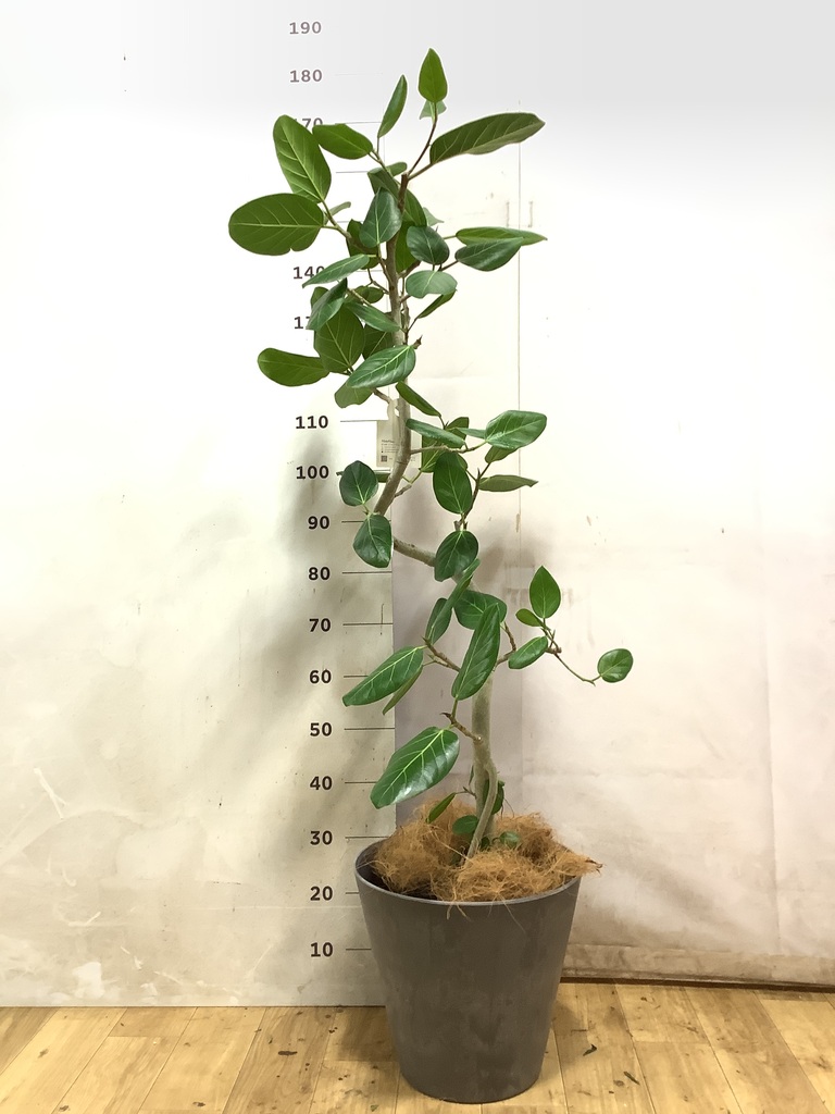 フィカス ベンガレンシス 8号 | 観葉植物通販 Hitohana（ひとはな）