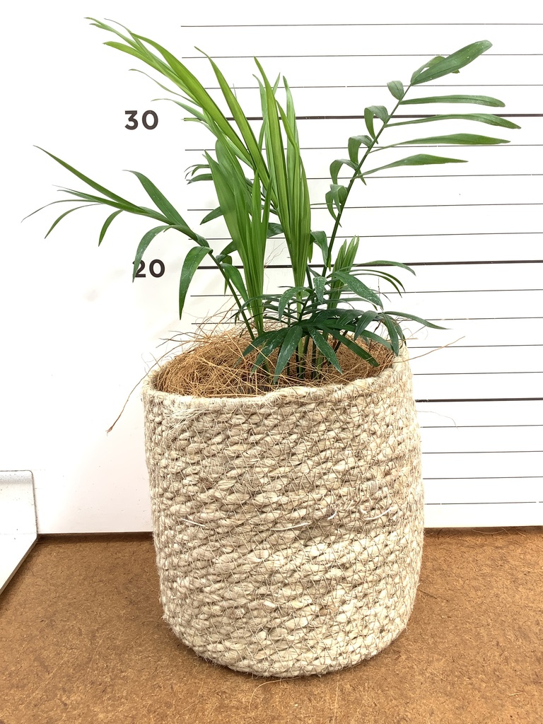 テーブルヤシ 4号 | 観葉植物 | インテリアやギフトに - Hitohana