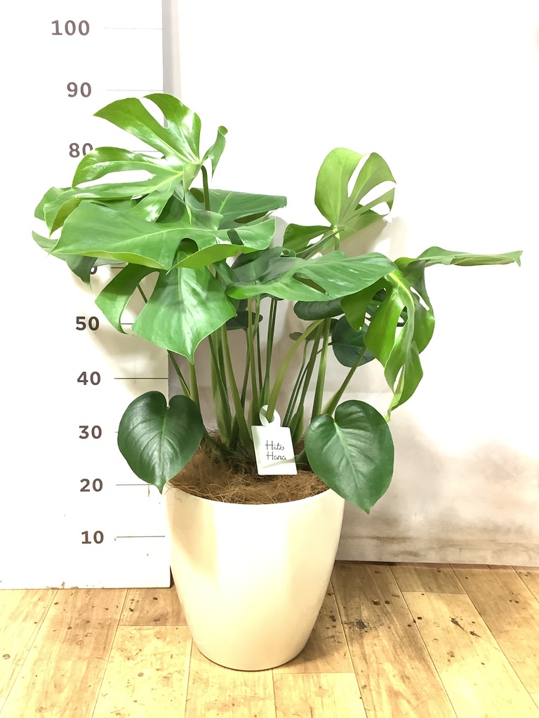 モンステラ 1点もの | 観葉植物 | 送料無料でお届け - Hitohana（ひと