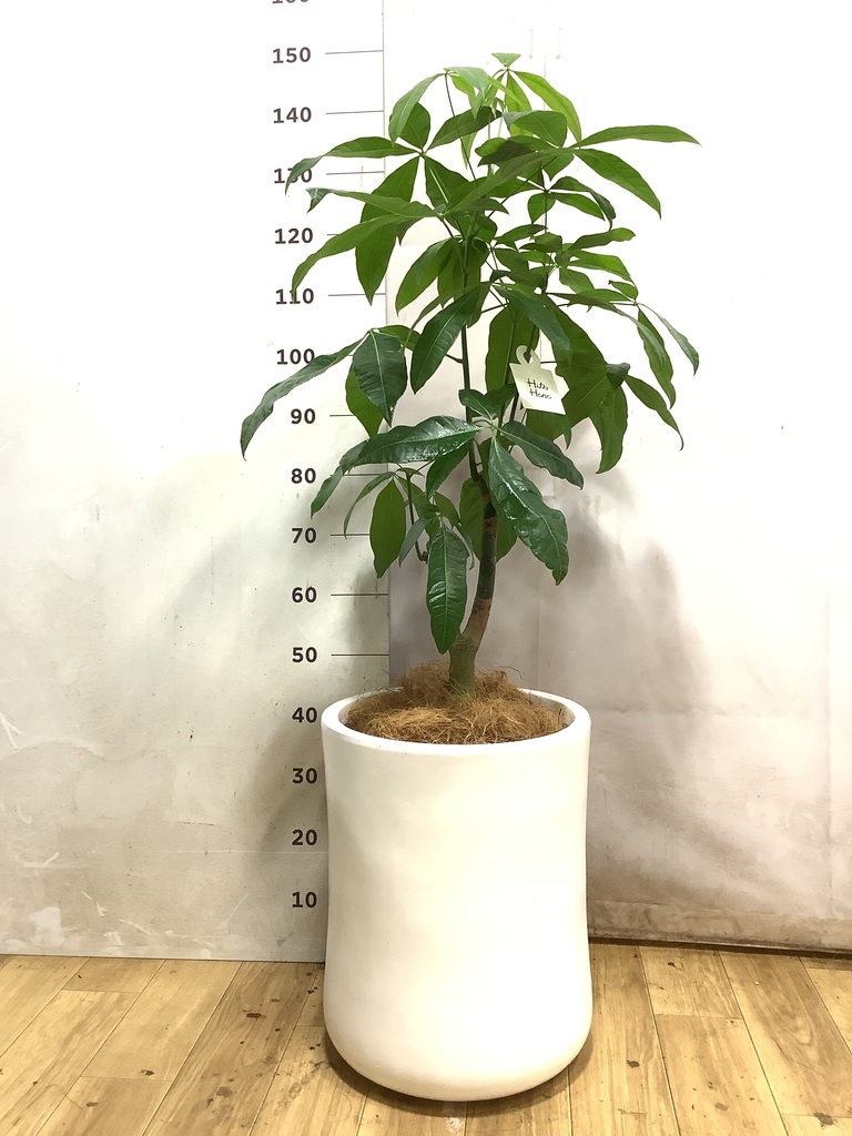 パキラ 1点もの | 観葉植物の通販ならHitoHana（ひとはな）