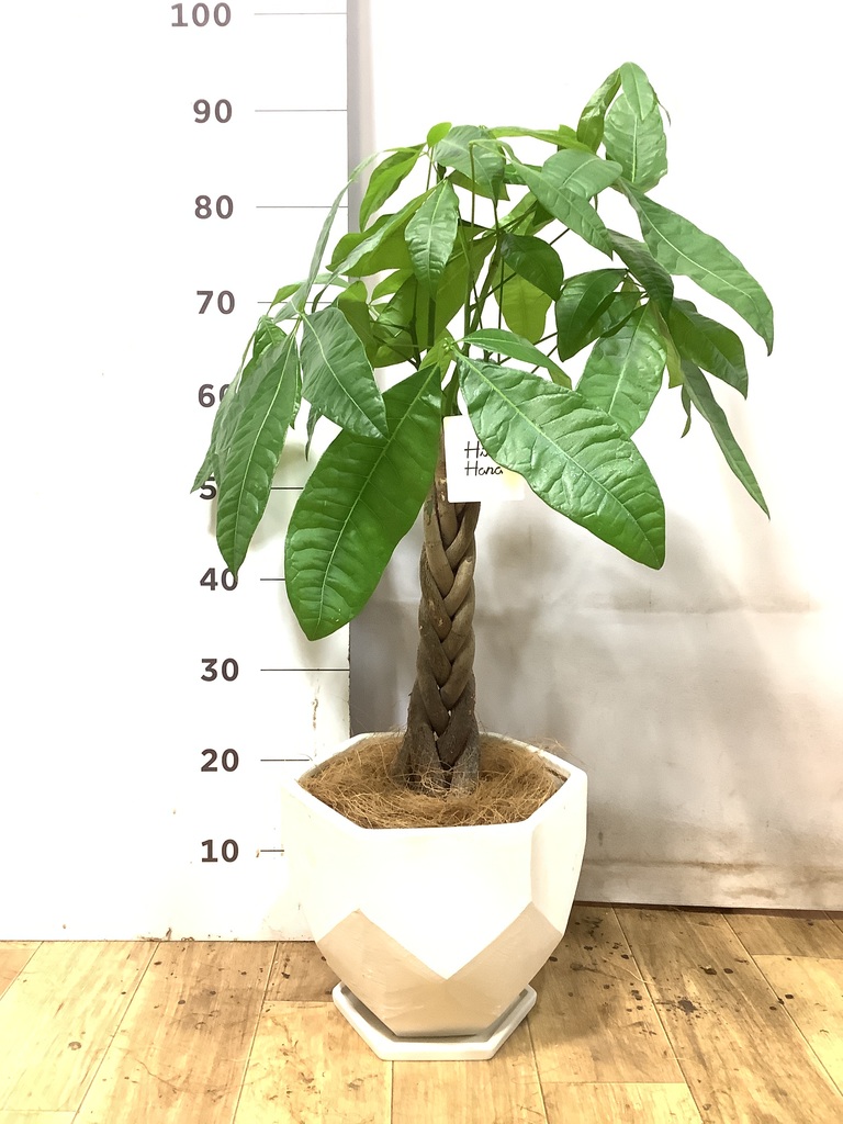♡パキラ♡ (布見本) パキラ 1点もの | 観葉植物の通販ならHitoHana（ひとはな）