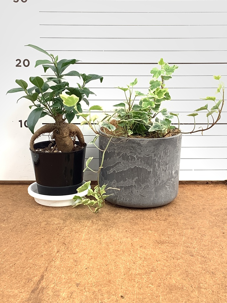 ガジュマル 1点もの（現品・現物） | 観葉植物通販HitoHana(ひとはな)
