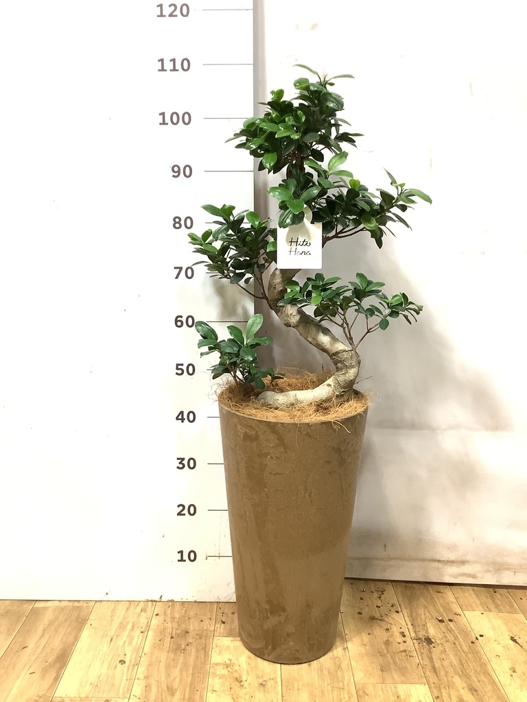 ガジュマル パンダ 8号 | 観葉植物通販HitoHana(ひとはな)