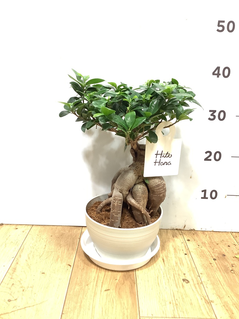 ガジュマル パンダ 8号 | 観葉植物通販HitoHana(ひとはな)