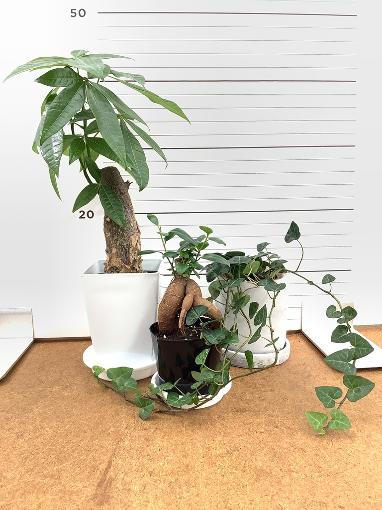 ガジュマル パンダ 8号 | 観葉植物通販HitoHana(ひとはな)