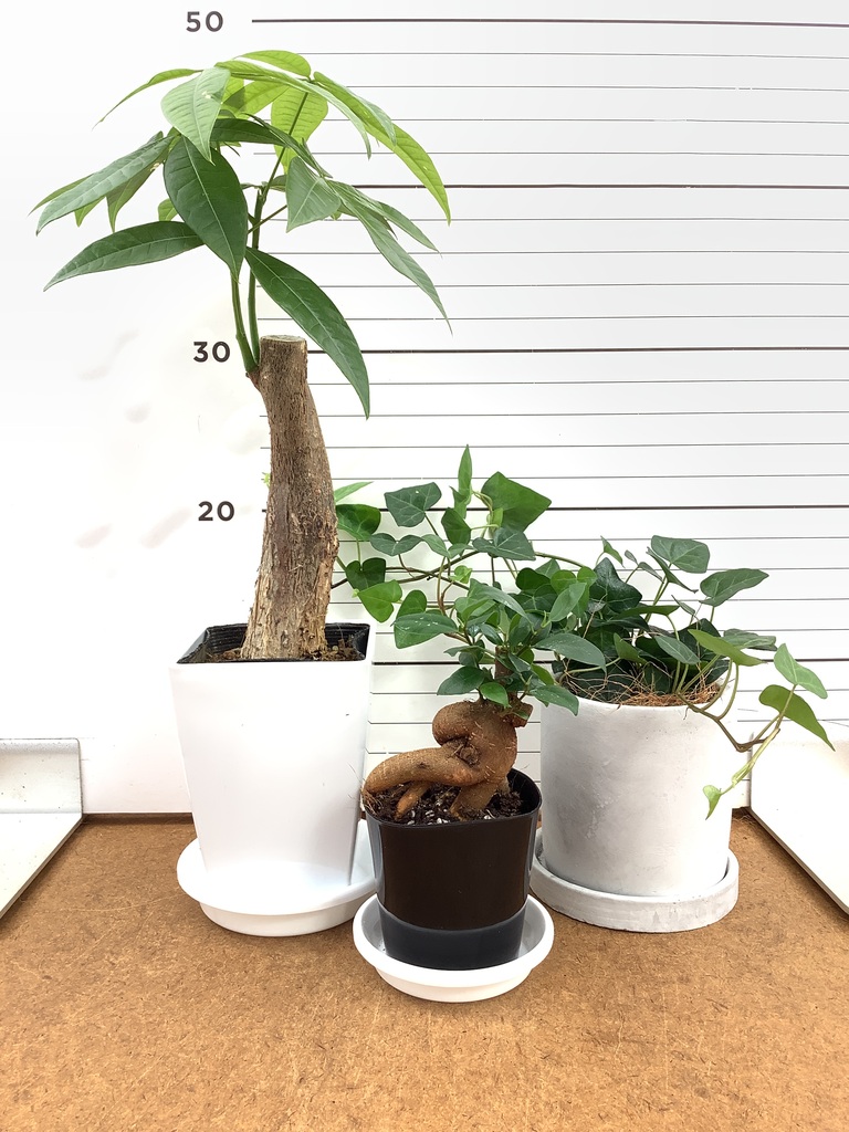 観葉植物 初心者セット | HitoHana（ひとはな）