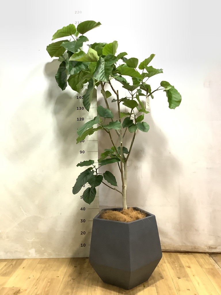 ウンベラータ 10号 | 観葉植物の通販ならHitoHana（ひとはな）