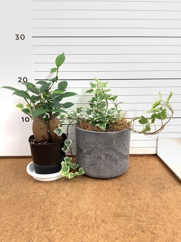 ガジュマル 3号 | 観葉植物の通販ならHitoHana（ひとはな）