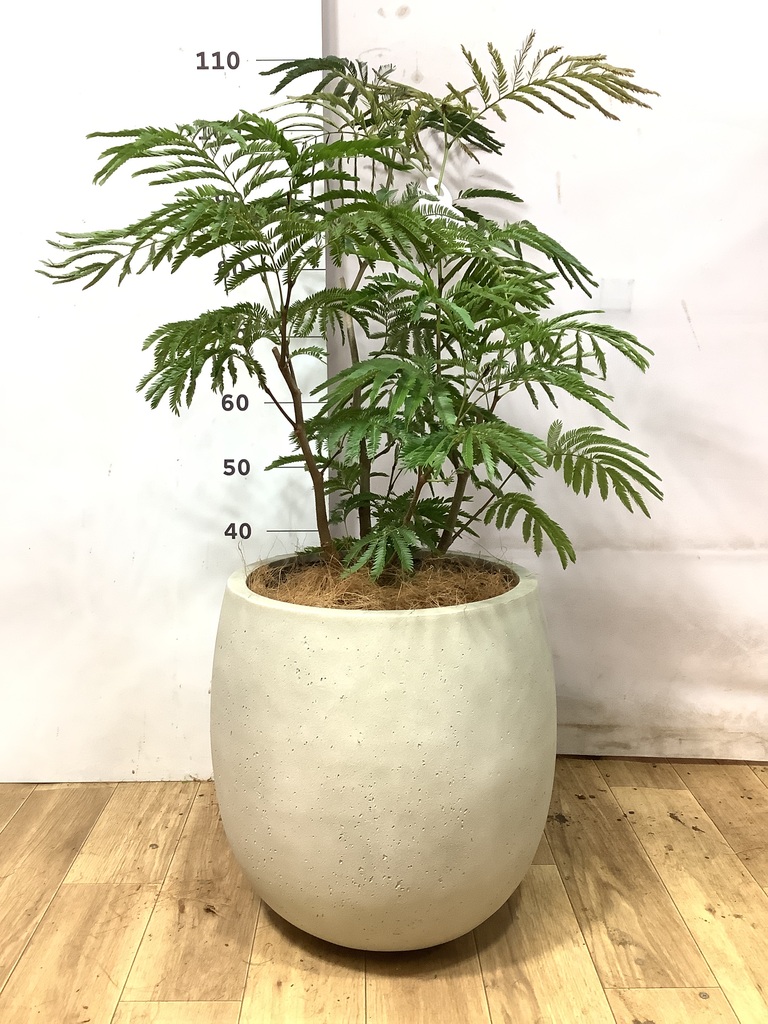 エバーフレッシュ　リビングサイズ　no2 エバーフレッシュ | 観葉植物の通販ならHitoHana（ひとはな）