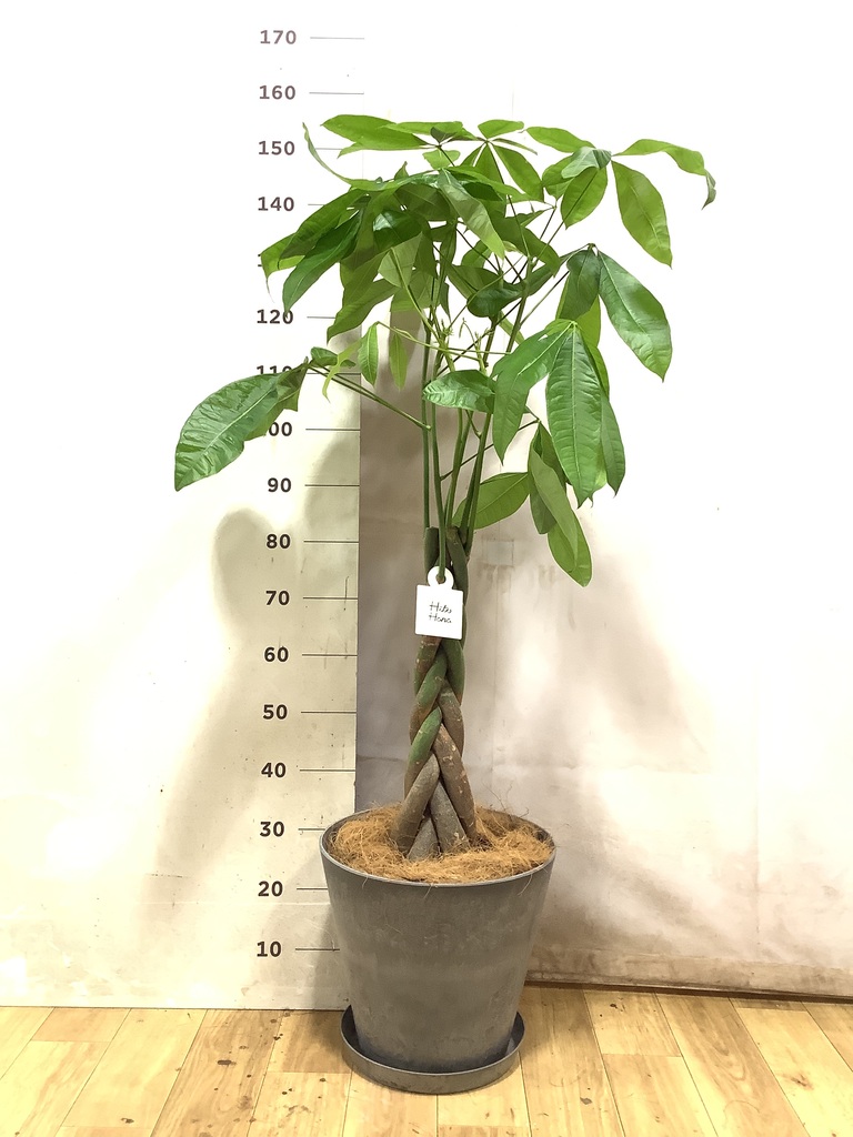 パキラ | 観葉植物の通販ならHitoHana（ひとはな）