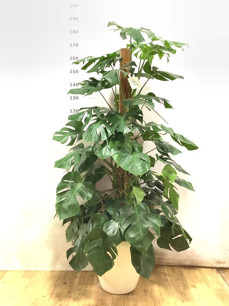 モンステラ 1点もの | 観葉植物 | 送料無料でお届け - Hitohana（ひと