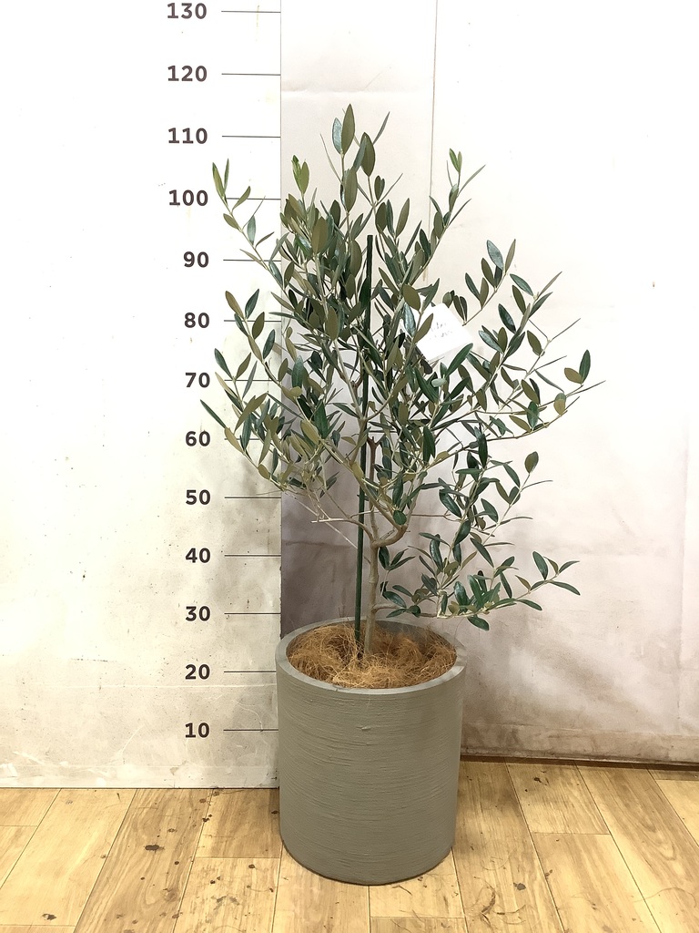 オリーブの木 8号 | 観葉植物 | 送料無料でお届け - Hitohana（ひとはな）