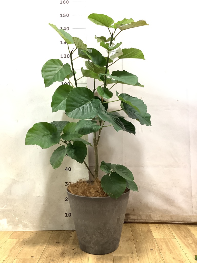 フィカス ウンベラータ | 観葉植物通販 HitoHana