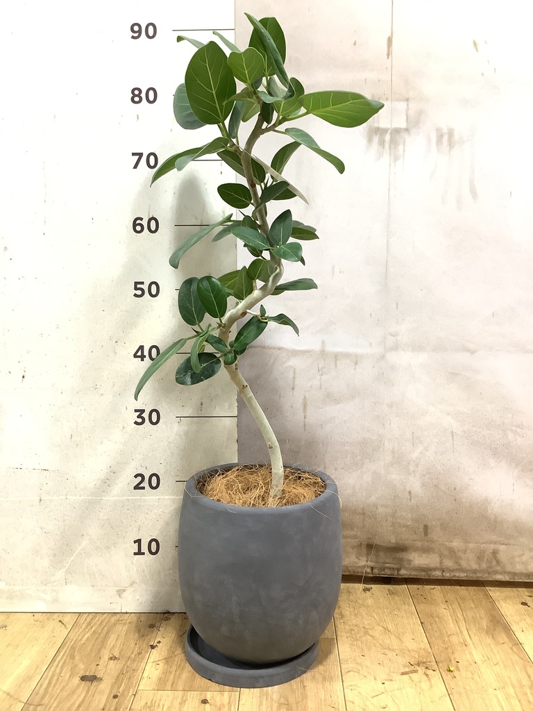 フィカス ベンガレンシス | 観葉植物の通販ならHitoHana