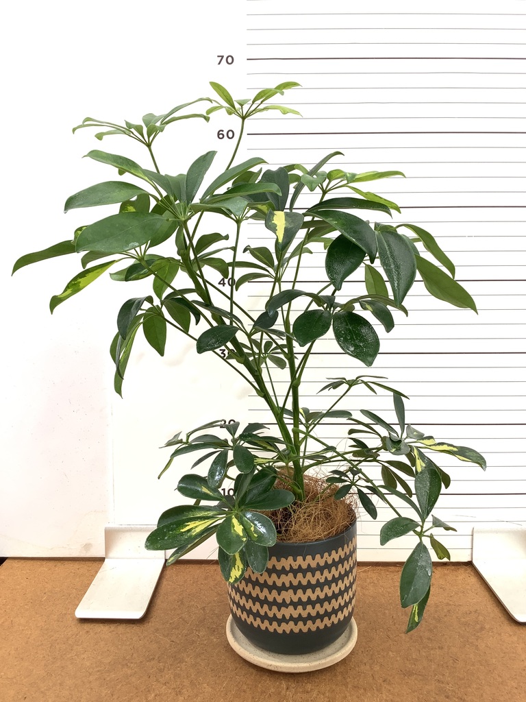 観葉植物の通販 | HitoHana（ひとはな）