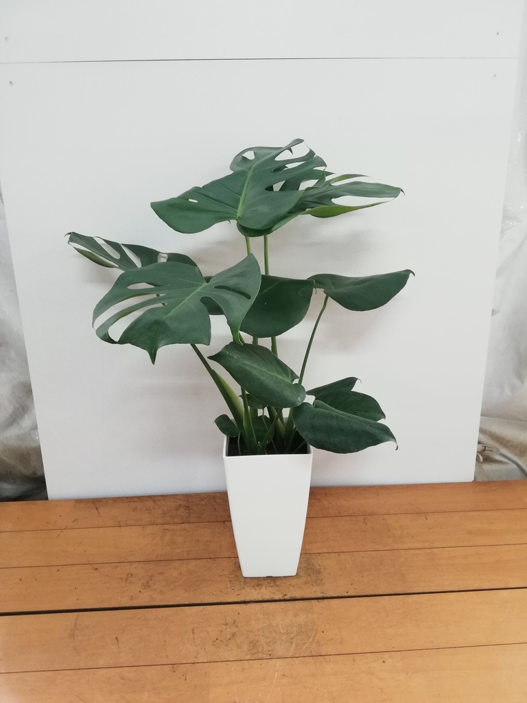 モンステラ 6号 | 観葉植物 | インテリアやギフトに - Hitohana（ひと