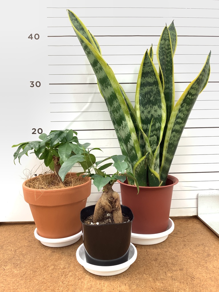 観葉植物 初心者にもおすすめお試し3点セット（サンスベリア 4号