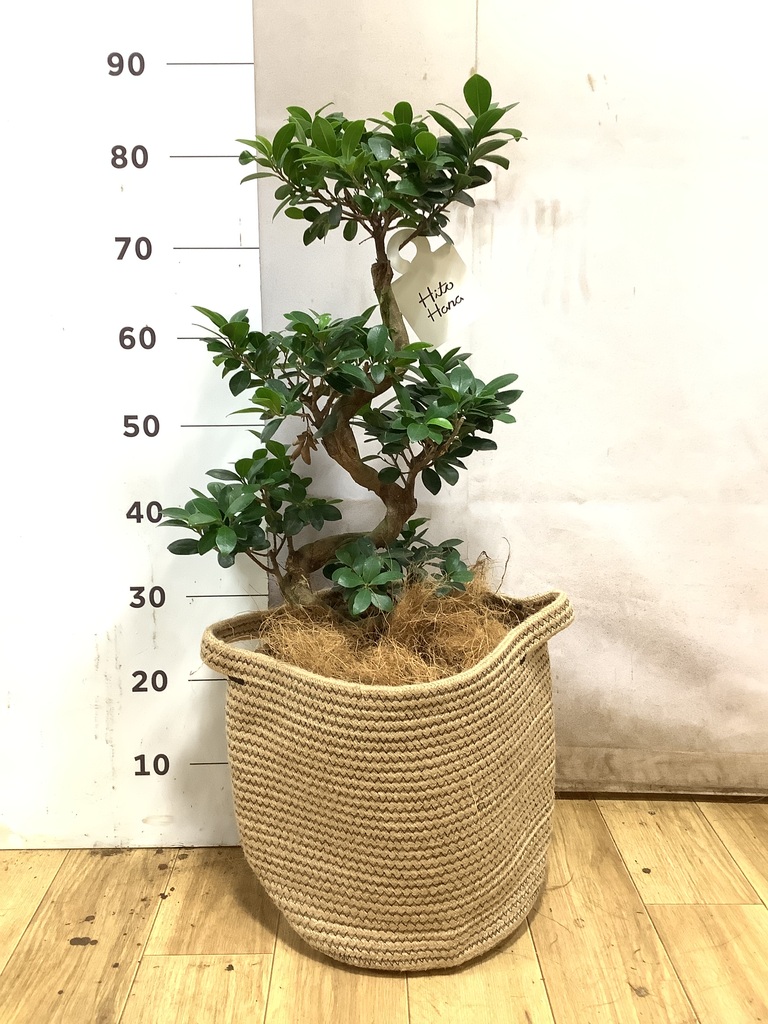 ガジュマル 8号 | 観葉植物通販HitoHana(ひとはな)