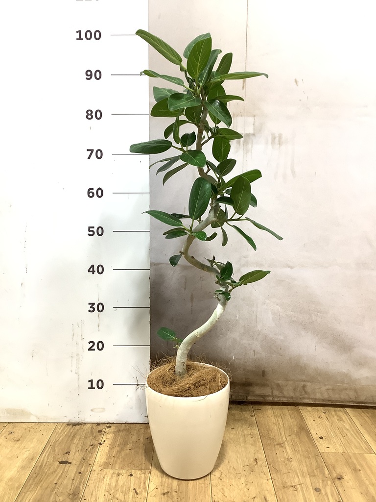 フィカス ベンガレンシス 5号 | 観葉植物通販 HitoHana（ひとはな）