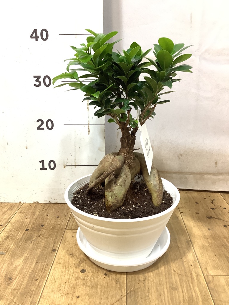 ガジュマル 7号 | 観葉植物通販HitoHana(ひとはな)