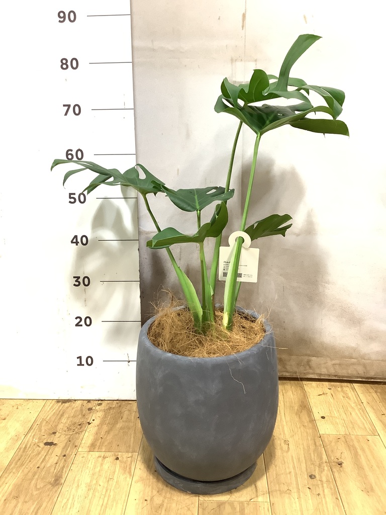 モンステラ 6号 | 観葉植物 | インテリアやギフトに - Hitohana（ひと