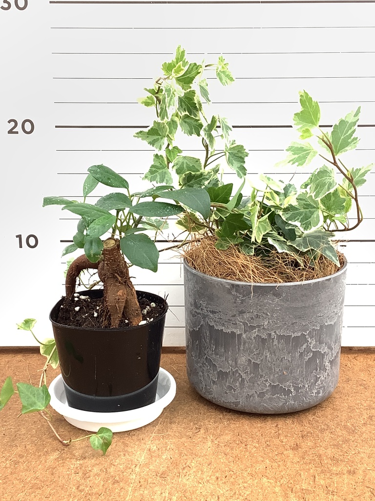観葉植物 初心者にもおすすめお試し2点セット（ガジュマル 3号