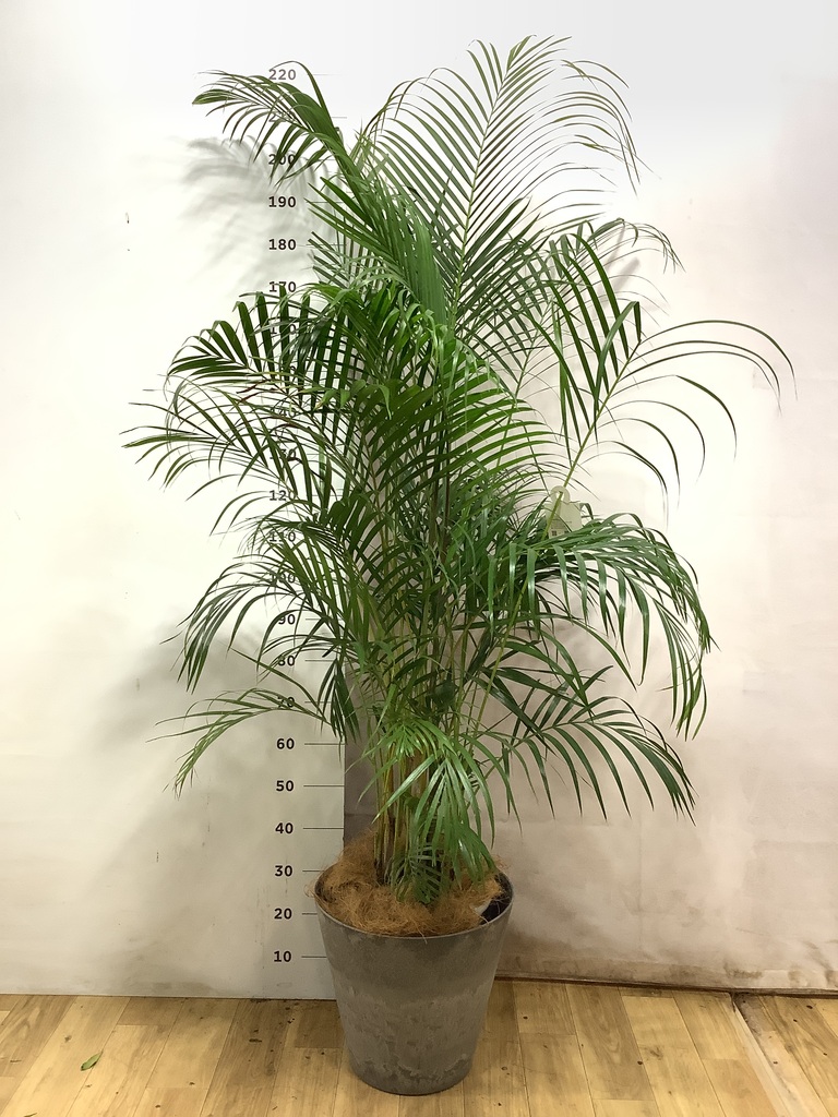 アレカヤシ 10号 | 観葉植物 | インテリアやギフトに - Hitohana（ひと