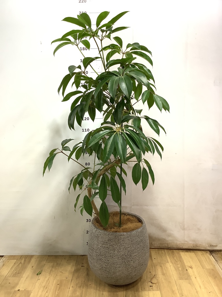 観葉植物 ツピダンサス 10号 曲り エコストーンGray 付き | 観葉植物