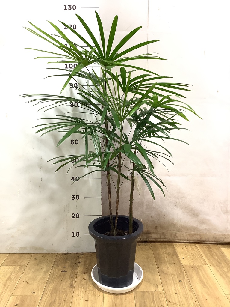 観葉植物 シュロチク（棕櫚竹） 8号 プラスチック鉢 | 観葉植物なら