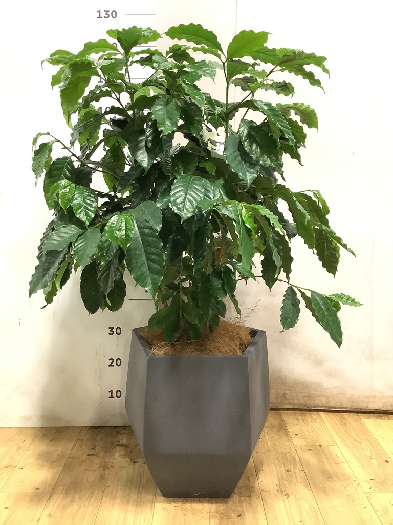 観葉植物 コーヒーの木 8号 ブリティッシュキューブ 付き | 観葉植物