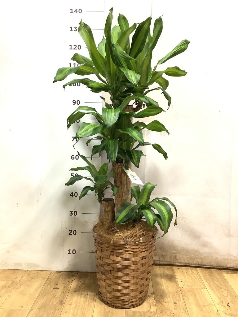 ドラセナ 8号 | 観葉植物の通販ならHitoHana（ひとはな）