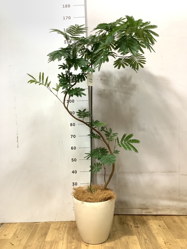 エバーフレッシュ 1点もの（現品・現物） | 観葉植物 | 送料無料でお