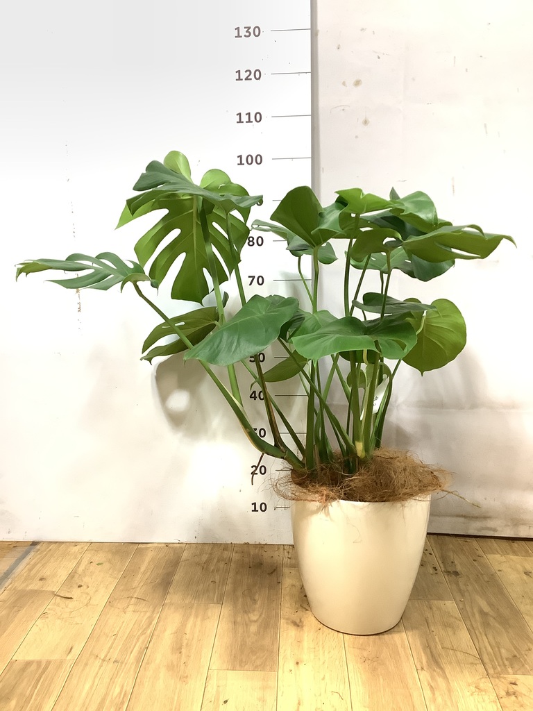 モンステラ 8号 | 観葉植物 | インテリアやギフトに - Hitohana（ひと