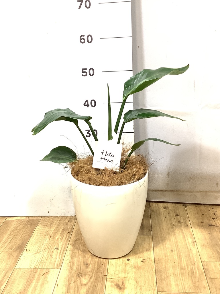 オーガスタ ノーマル | 観葉植物通販HitoHana(ひとはな)