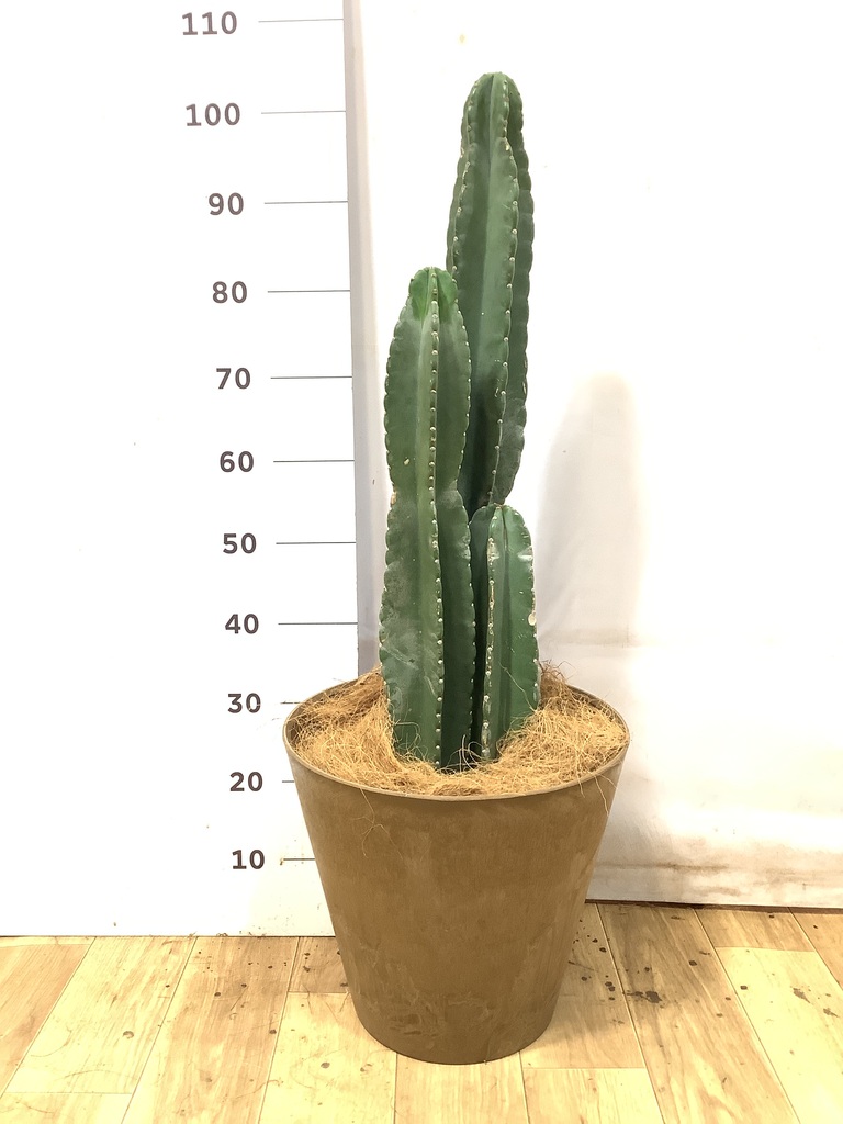柱サボテン 1点もの（現品・現物） | 観葉植物通販HitoHana(ひとはな)