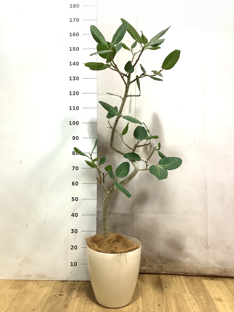 フィカス ベンガレンシス 1点もの（現品・現物） | 観葉植物 | 送料