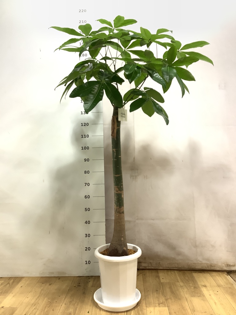 観葉植物 パキラ 10号 朴 プラスチック鉢 | 観葉植物ならHitoHana(ひと